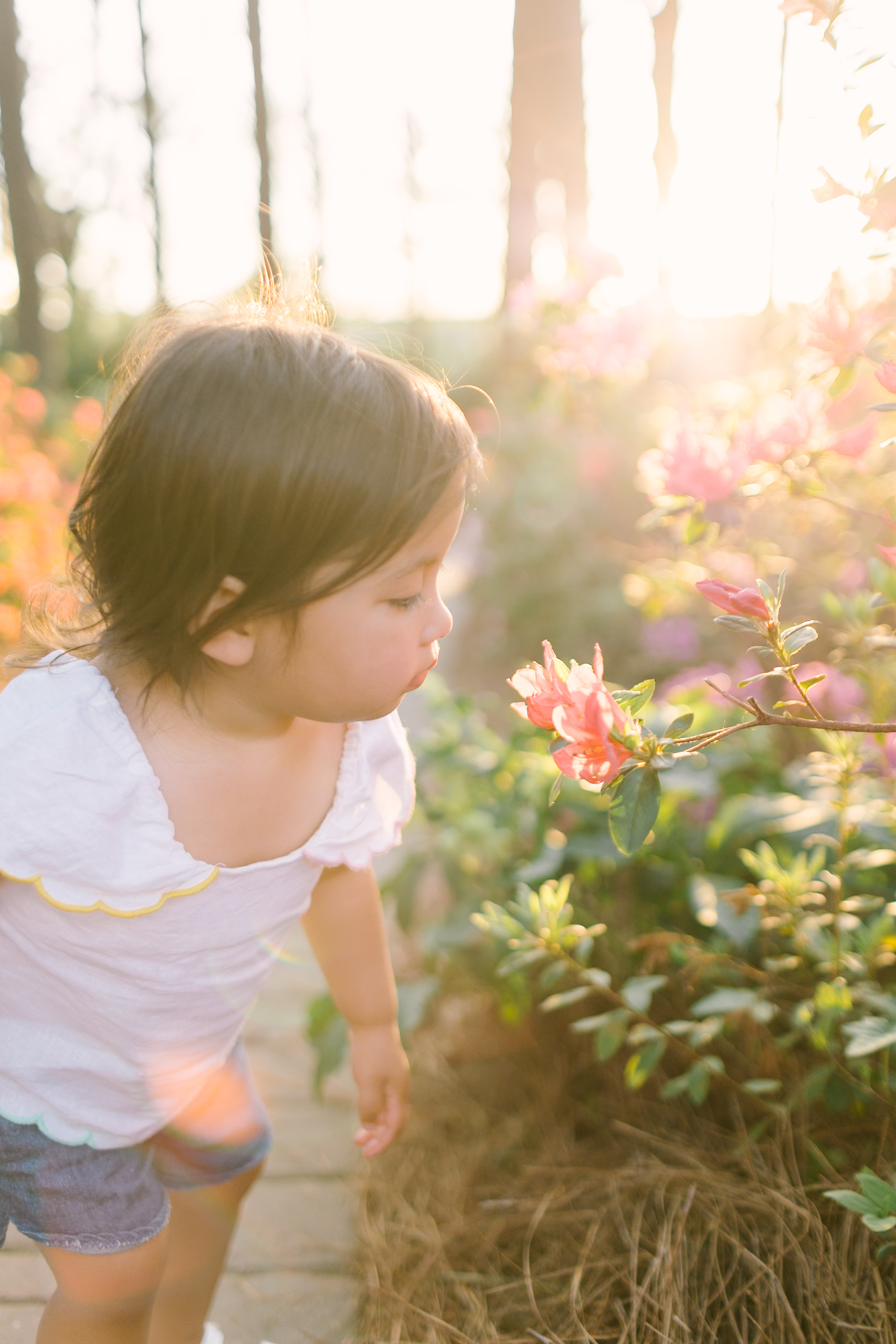 A toddler girl in white leans in to smell a flower in a garden at sunset while visiting flower fields in Raleigh, NC